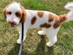 goldendoodle Nala and Albi 2